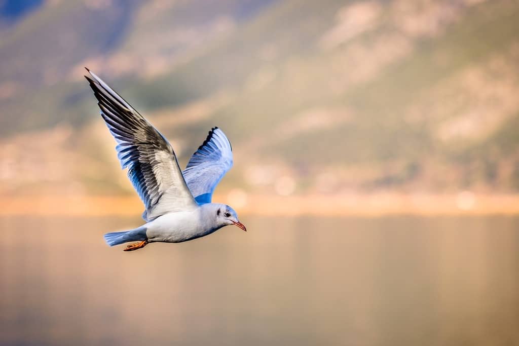 Fly for free around the world